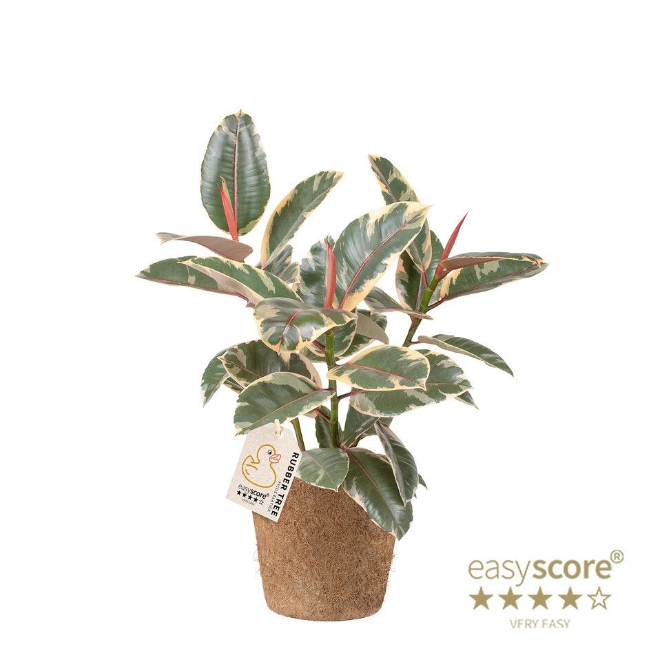 Ficus elastica ´Belize´ - COCOZ, D 17 cm Ficus elastica ´Belize´ - COCOZ, D 17 cm