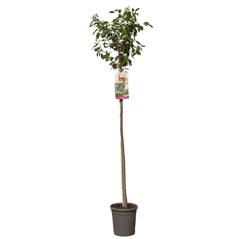 Prunus dom. Stanley hoogstam Donkerblauwe pruim, D 31