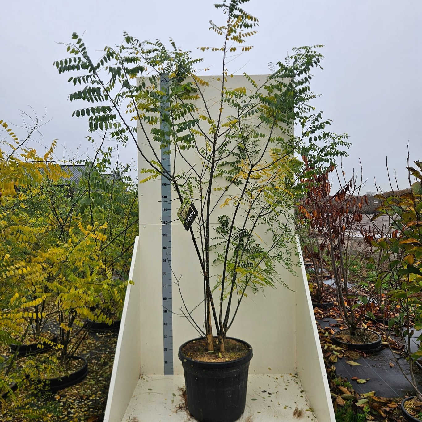 Styphnolobium japonicum, D 55