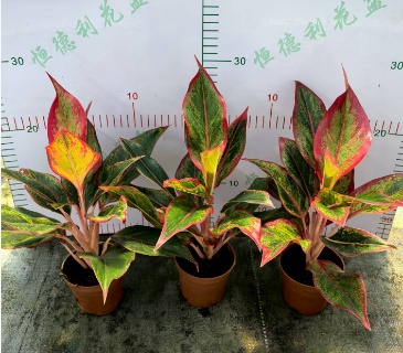 Аглаонема крит флейм 9 18