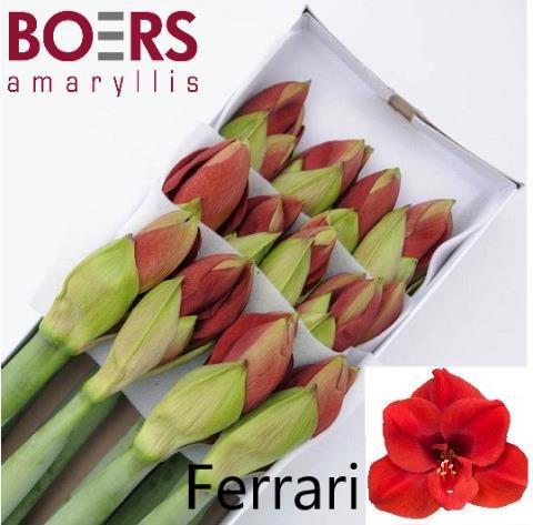 Амарилис Феррари (красн.) x12, шт.