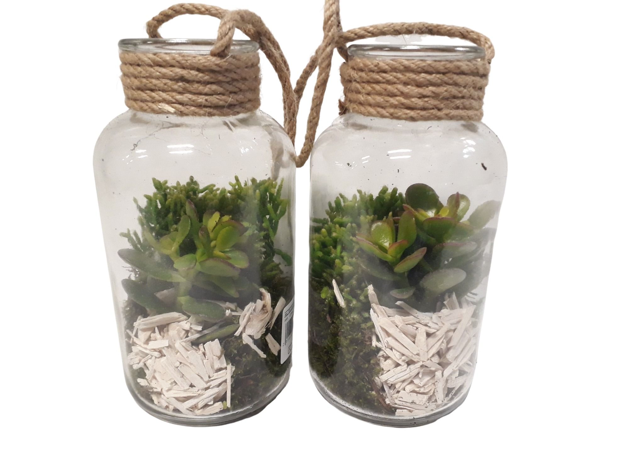 709 SUC Fles10/20 Terrarium Succulentmix, D 10