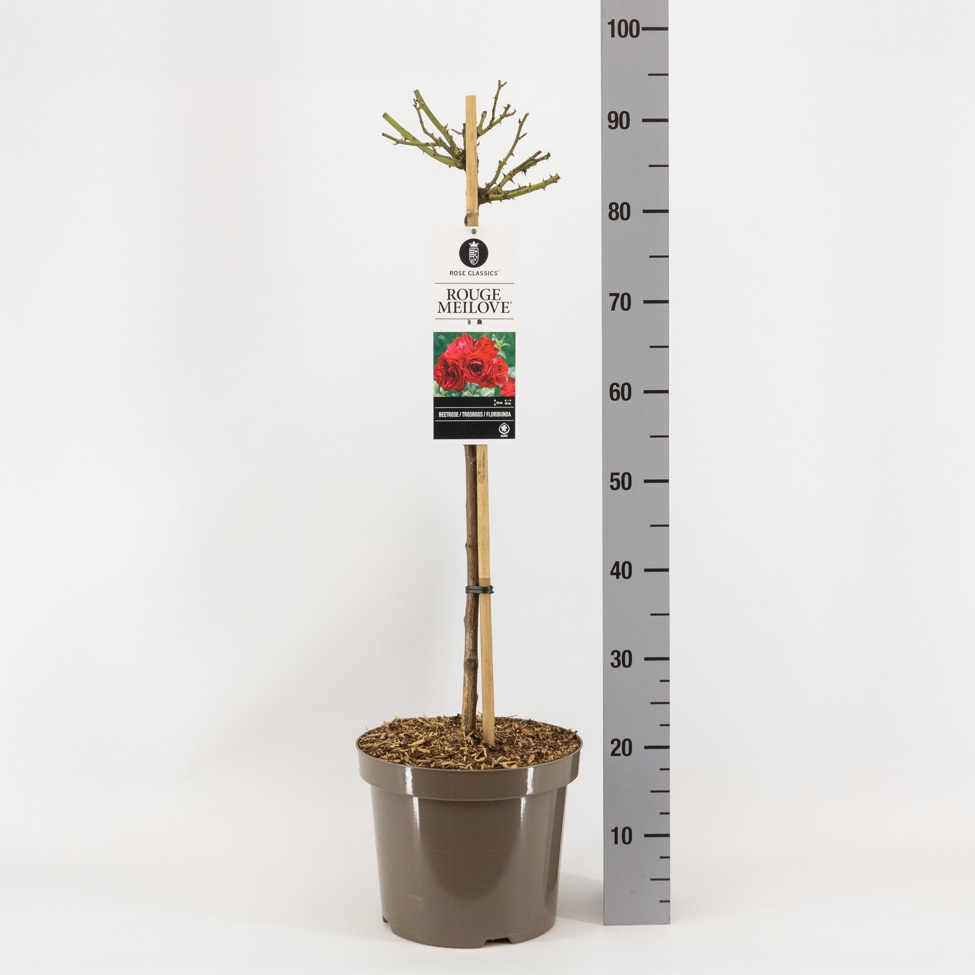 Rosa (F) Rouge Meilove ®, stam 70, C7.5, D 26