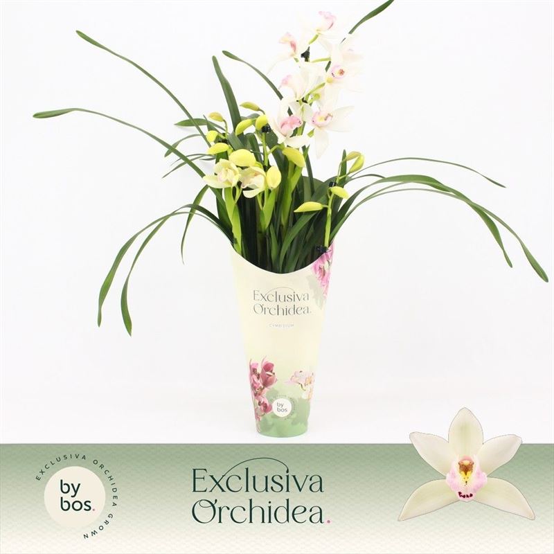 Potcover p12 exclusiva orchidea Cymbidium p12 Lucky Kate 4T20+, D 12