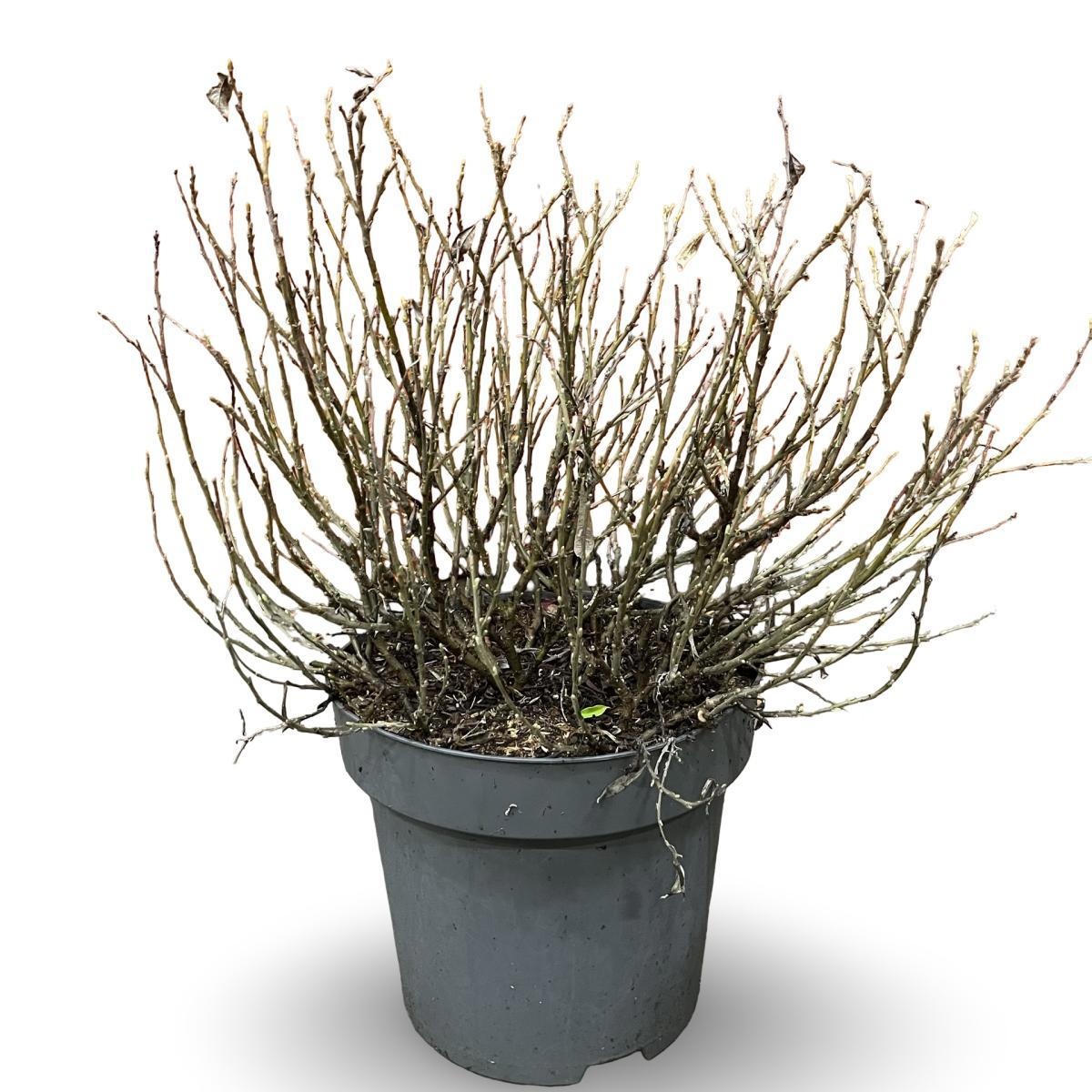 Salix helvetica, D 31