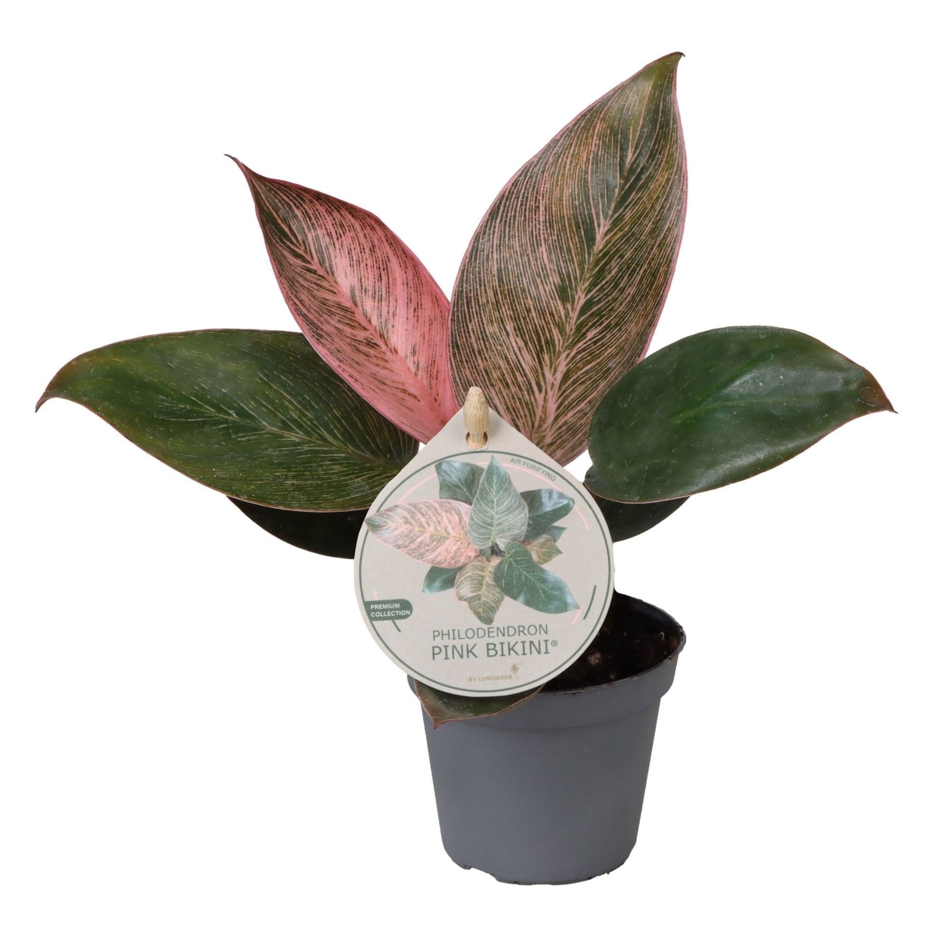 Philodendron Pink Bikini W. Label 6 cm, D 6