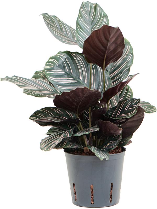 Calathea ornata 'Sanderiana', D 13 cm