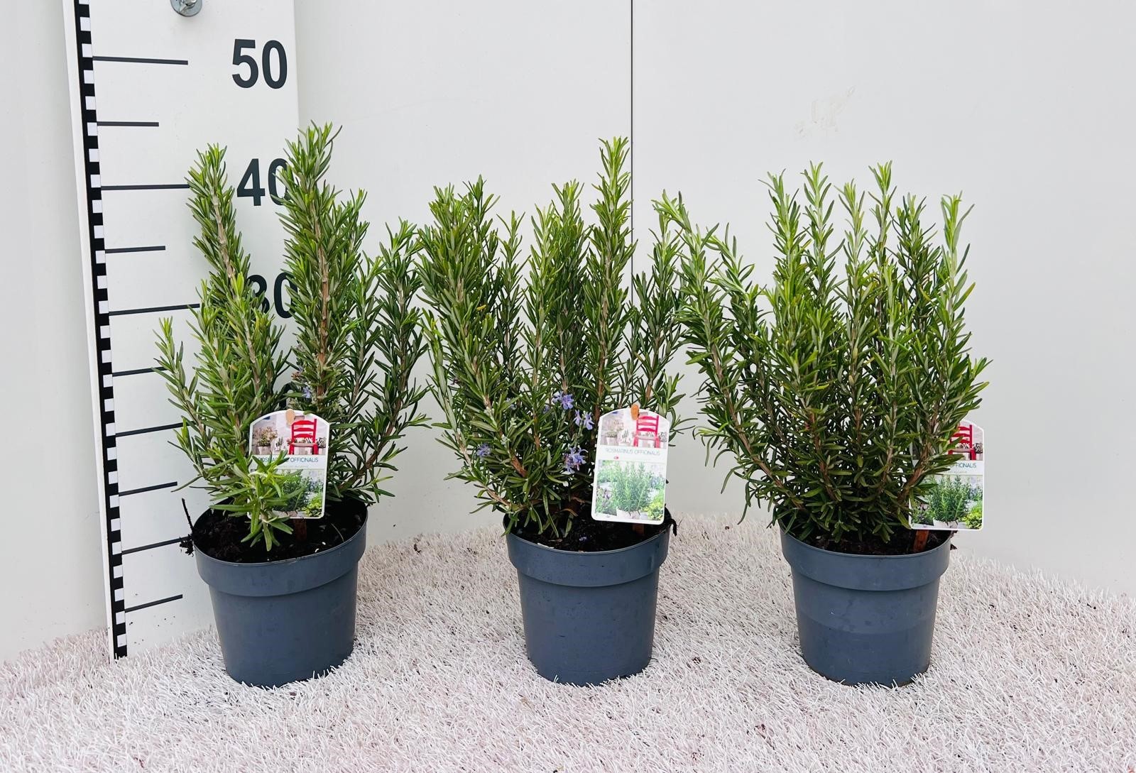 Rosamarinus officinalis standup, D 14 cm