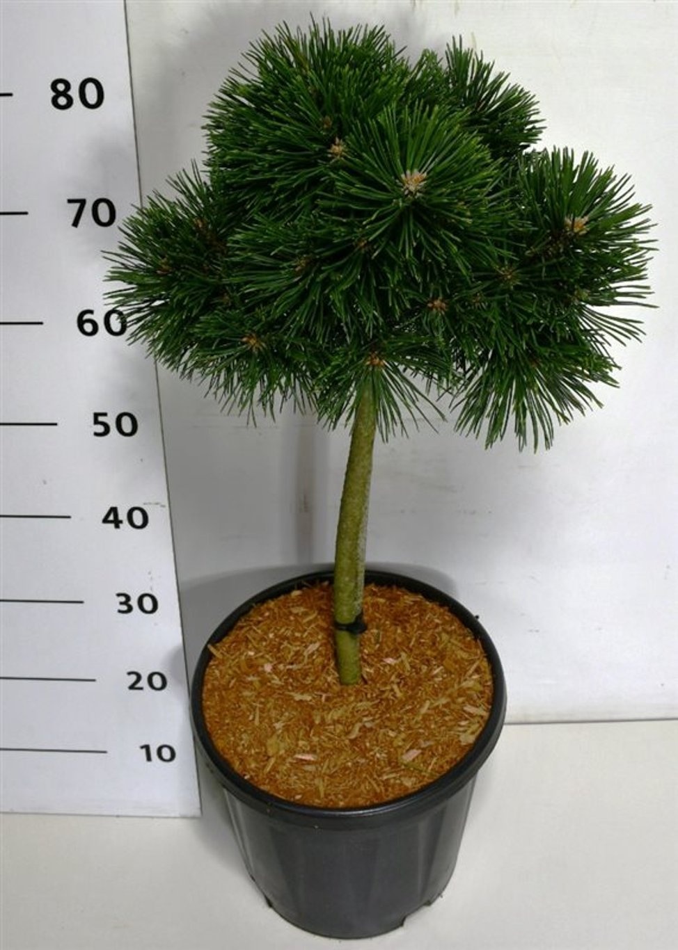 Pinus mugo 'Green Pearl', D 32