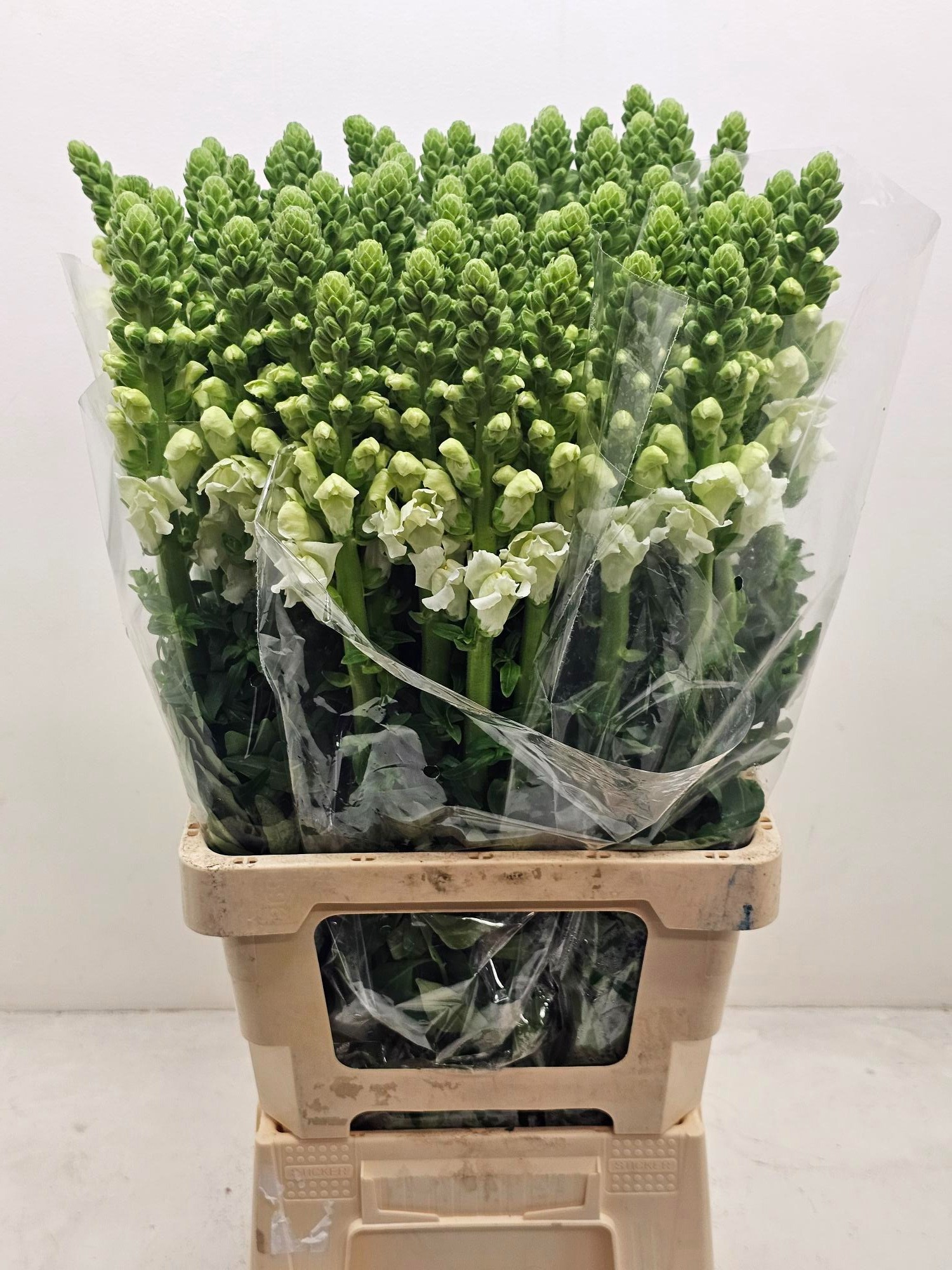 Антирринум Потомак Вайт (бел.), шт.