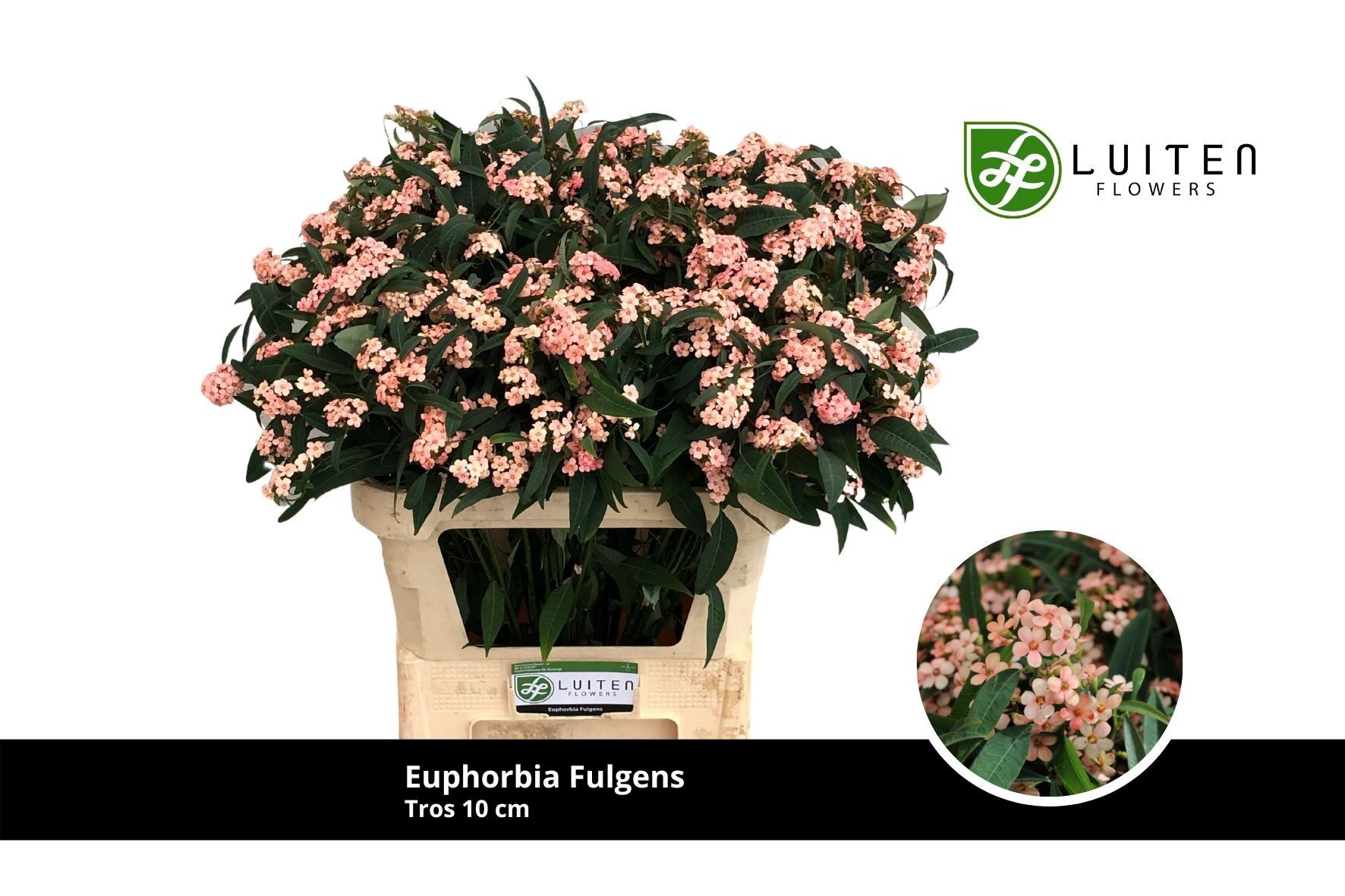 Эуфорбия куст. Пинк Барон 75, шт.