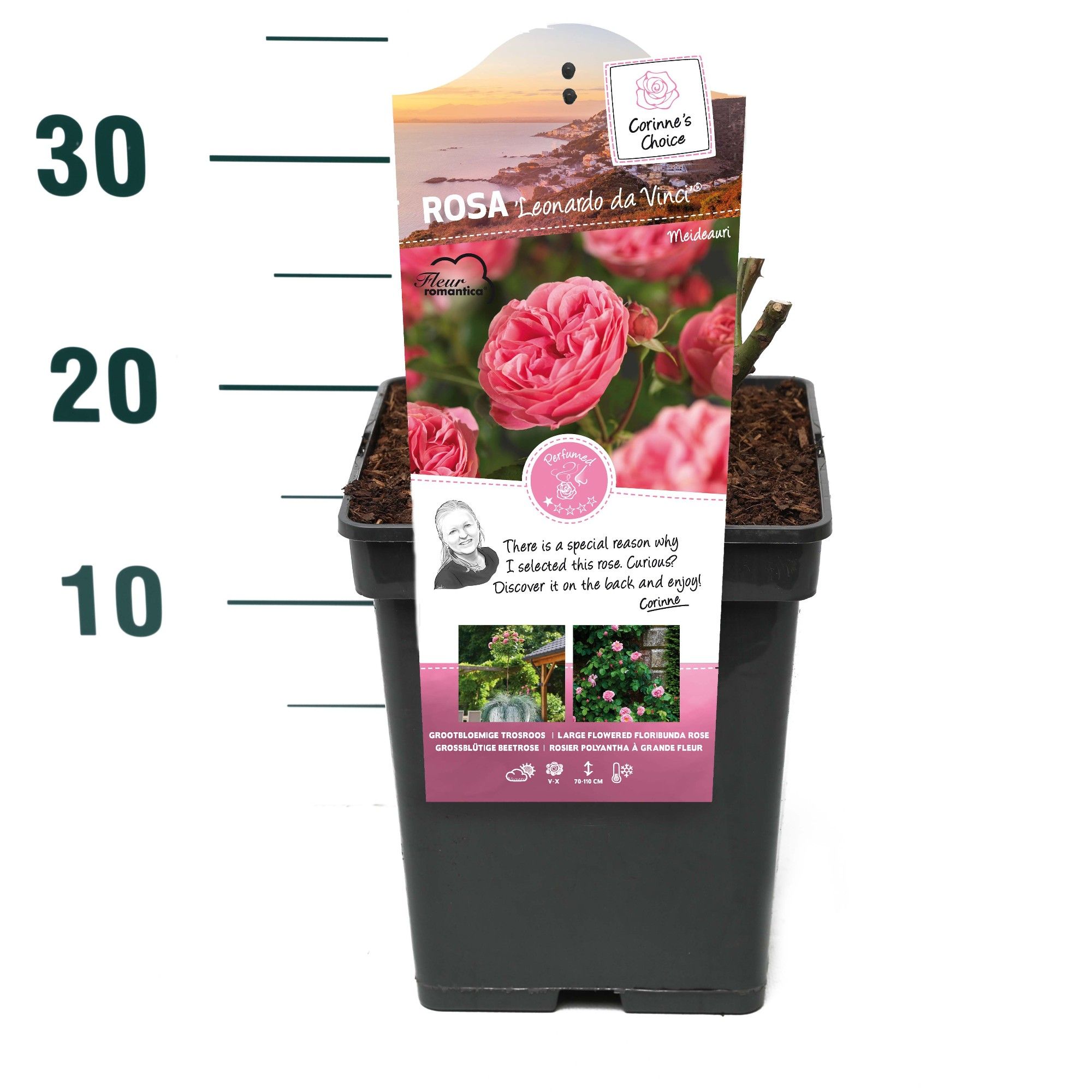 Rosa 'Leonardo da Vinci' - Struik - VP5 - Categorie 3, D 23