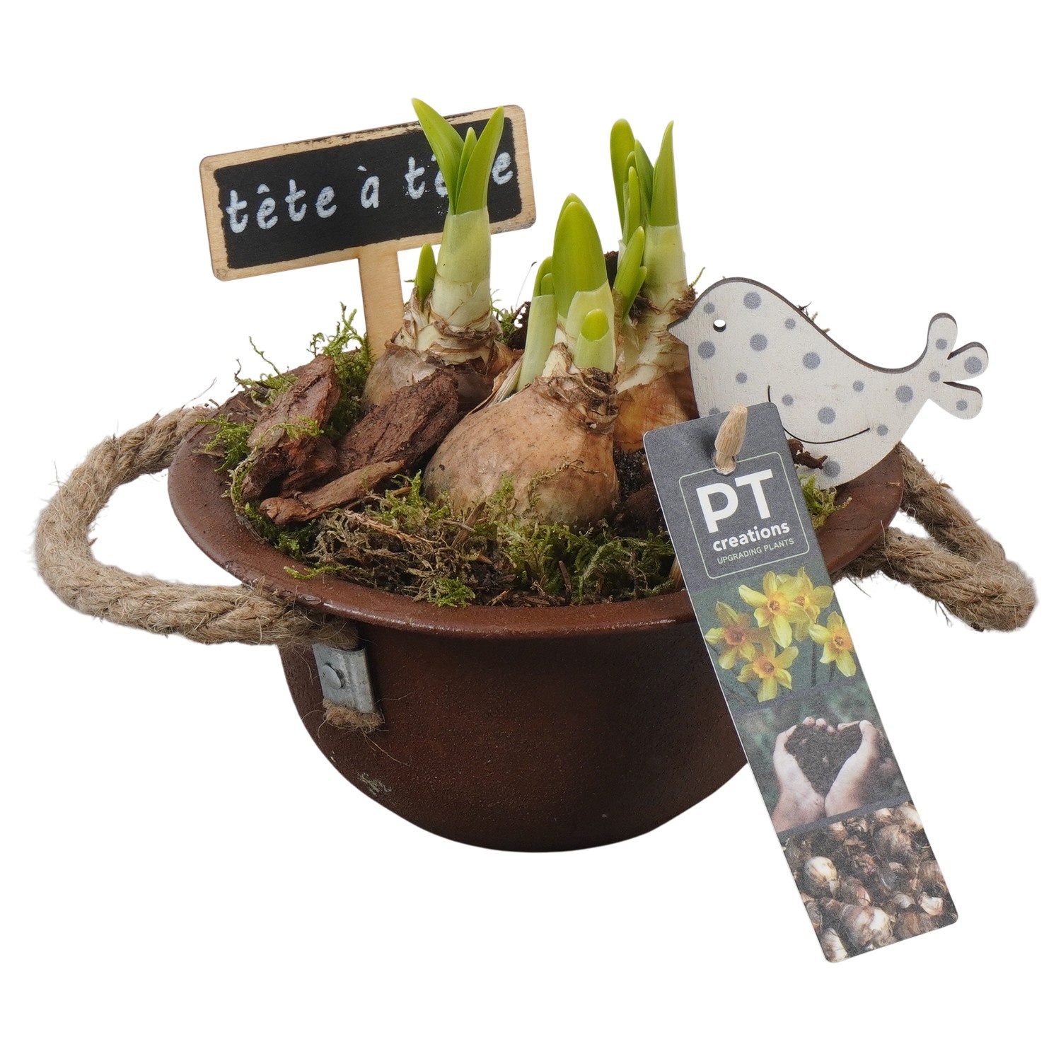 PTN8525 Arrangement Narcissus in zink schaal, D 16