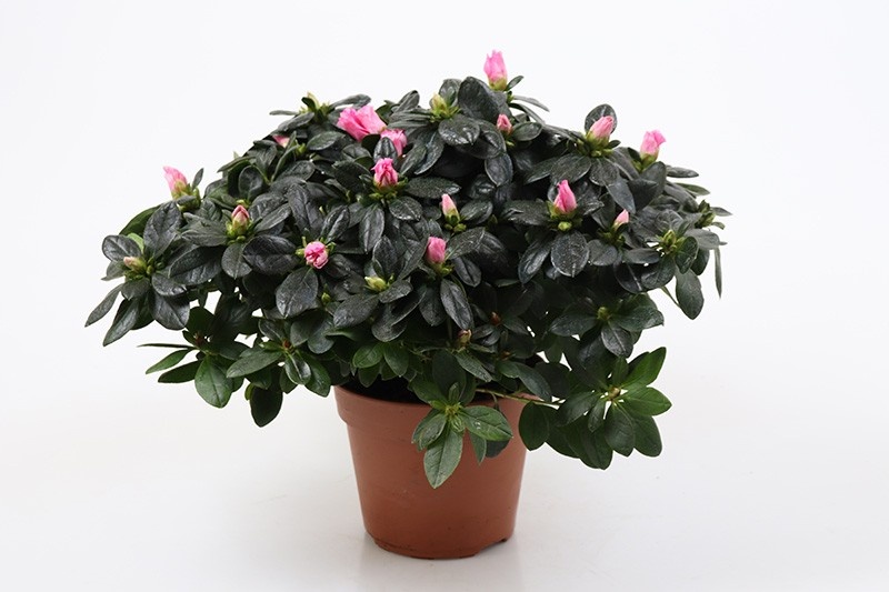 RHODODENDRON SIMSII 'INKA', D 12 cm