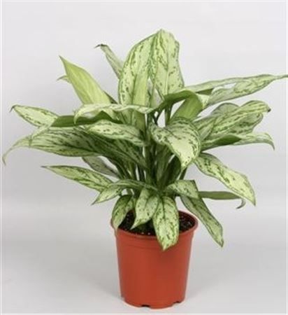 Aglaonema 'Silver Queen', D 17