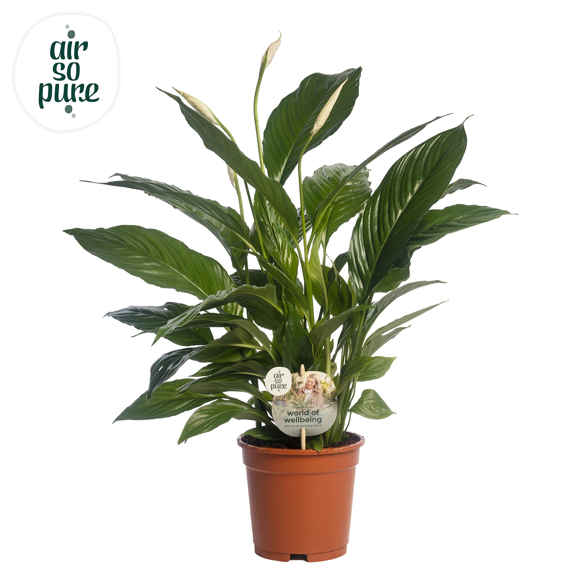Spathiphyllum 'Vivaldi' AIR SO PURE duurzaam, D 17