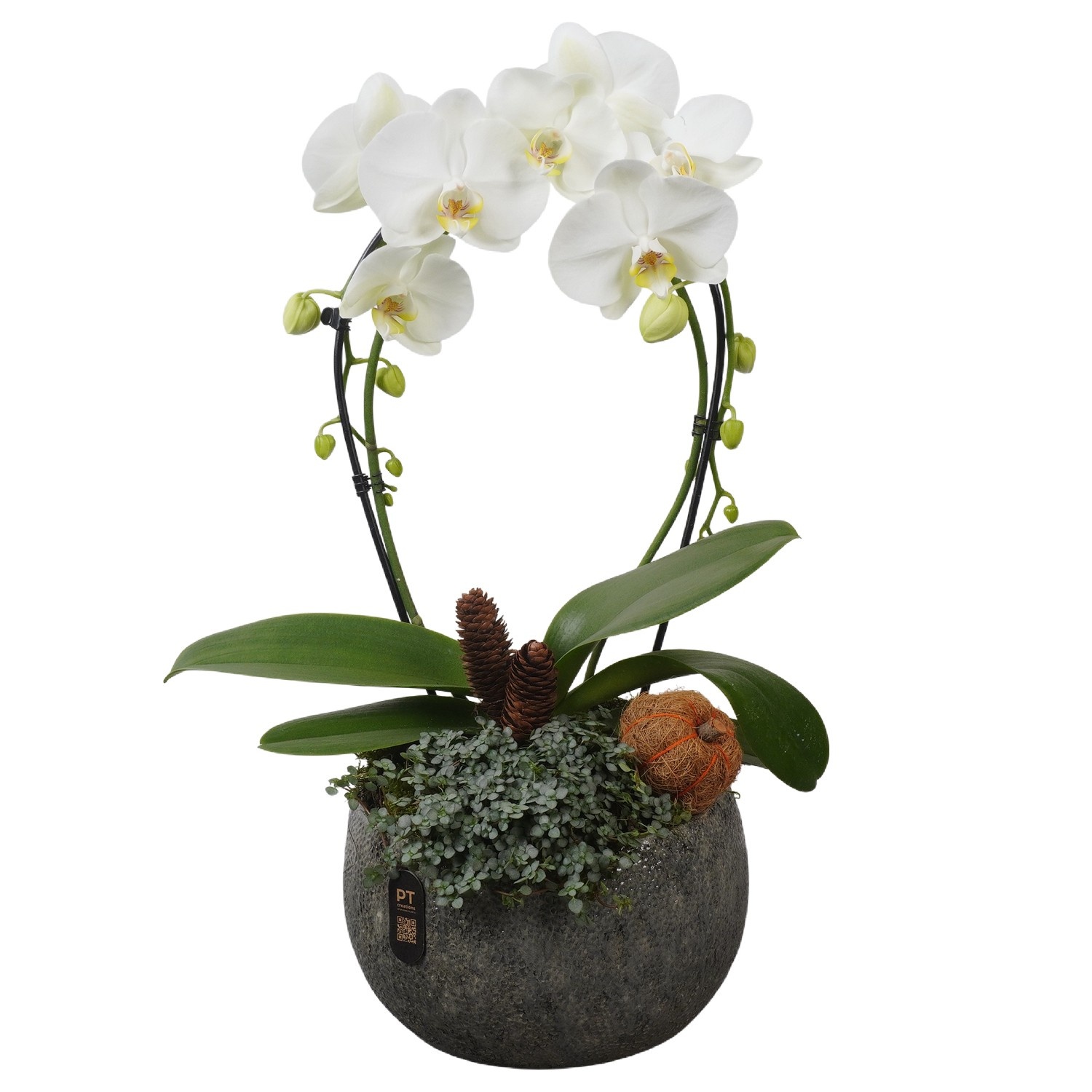 PTPAE1708 Arrangement Phalaenopsis Autumn Exclusive in keramiek schaal, D 23 cm
