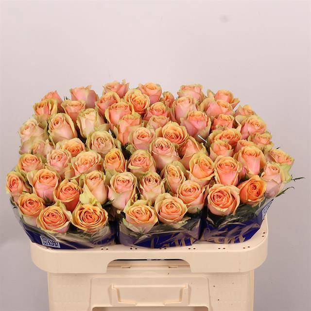 Роза од. Дивиденд 60, шт.