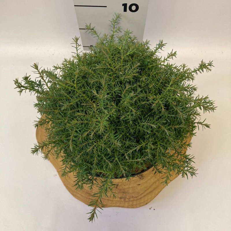 Chamaecyparis p. 'Cumulus', D 18