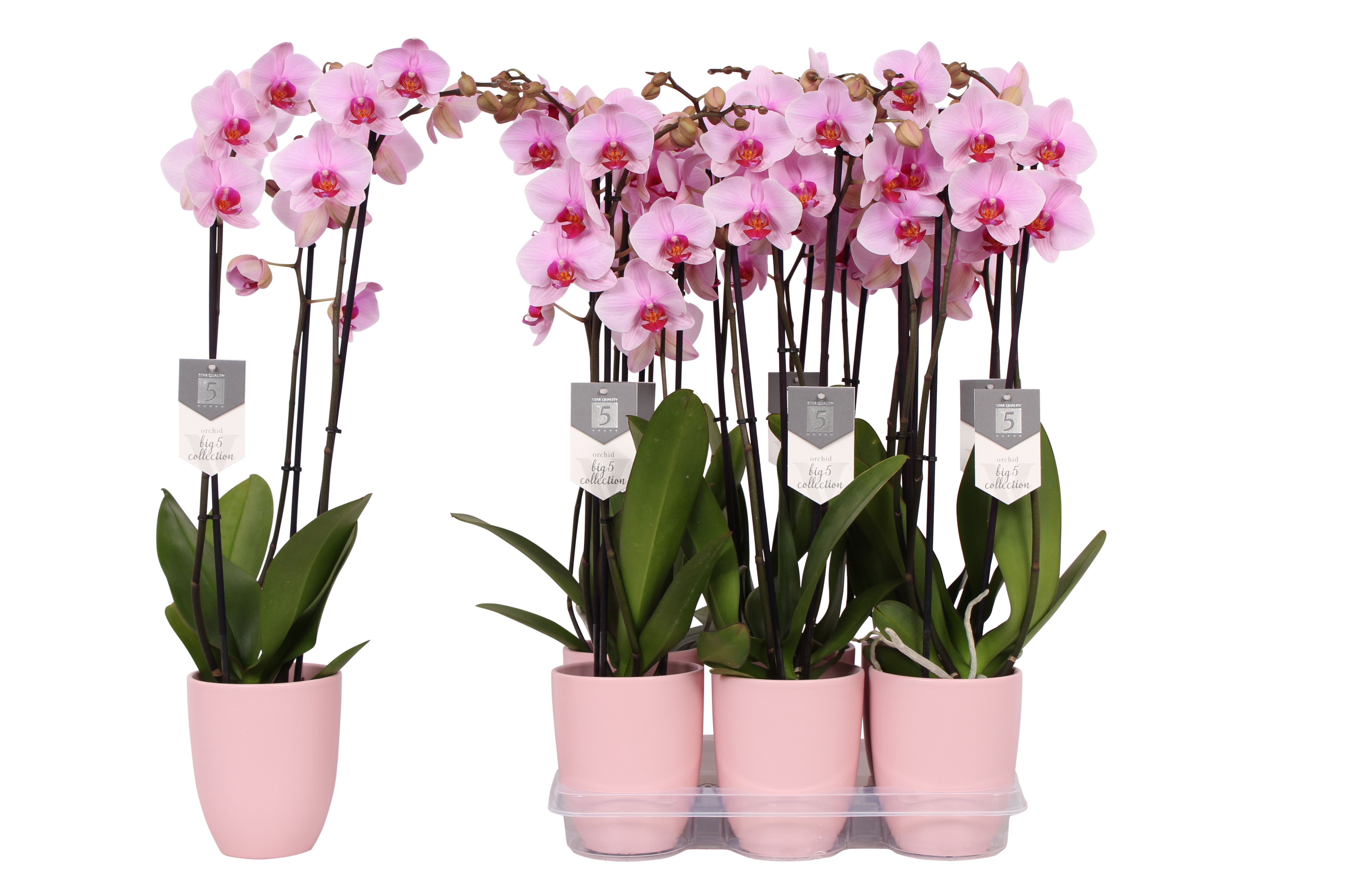 Phalaenopsis Washington, 3-spike 22+ Pink Ceramics, D 12 cm