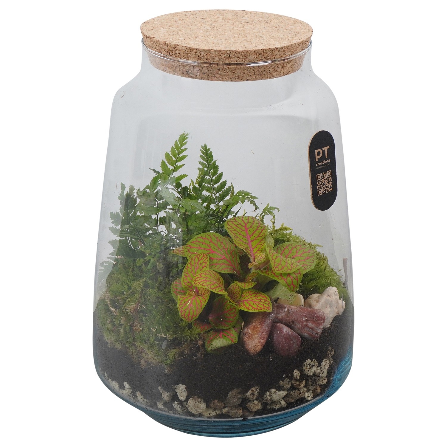 PTTER8133 Arrangement terrarium in glazen terrarium, D 17
