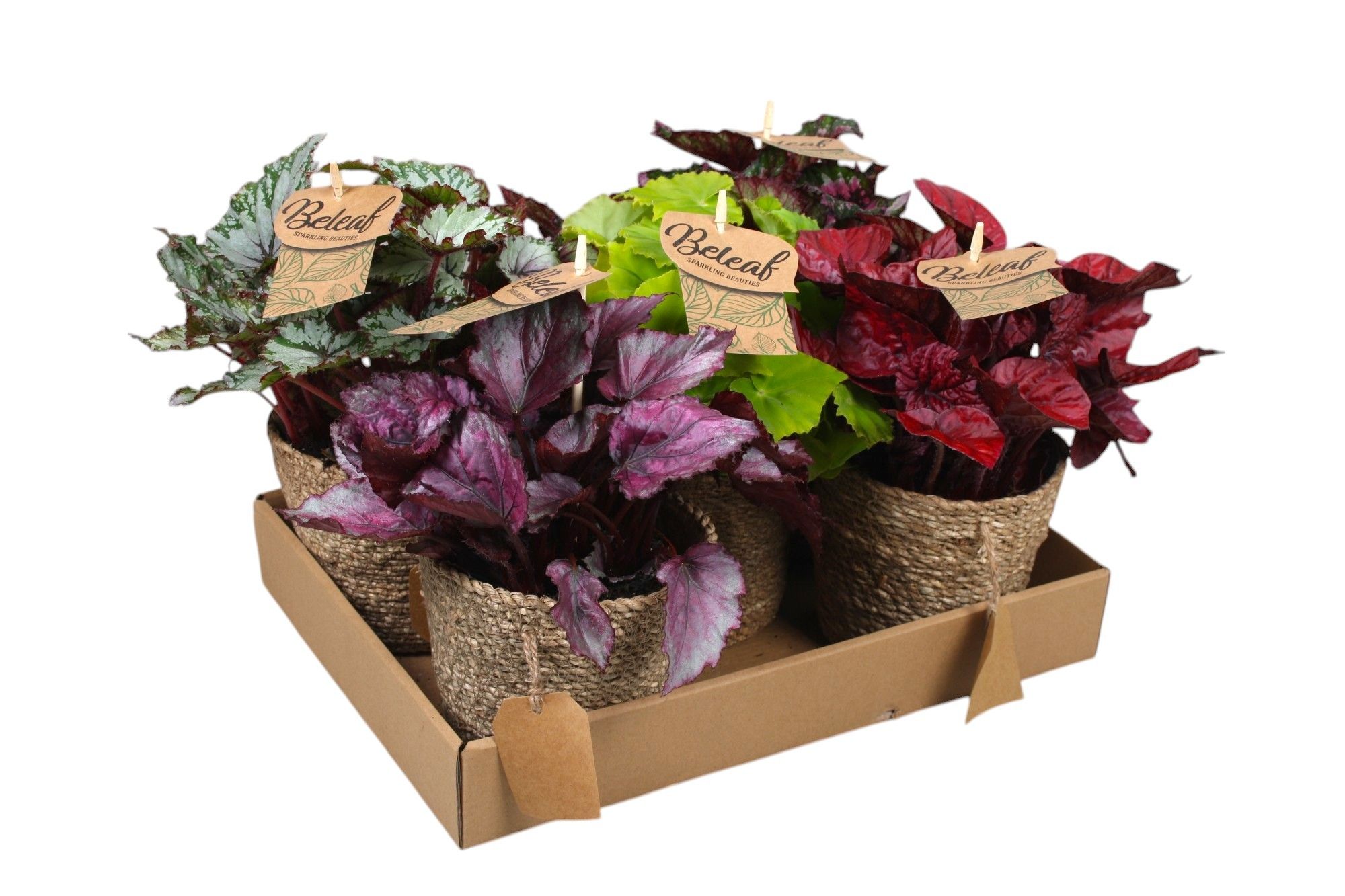 P12 in zeegrasmand, D 12