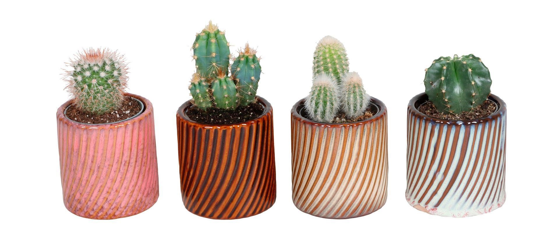 L 67475 With Cactus Mix 6 cm, D 6