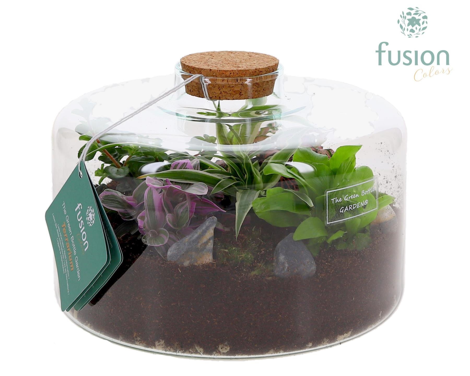 Green Bottle Kyra Large met Terrarium arrangement, D 23