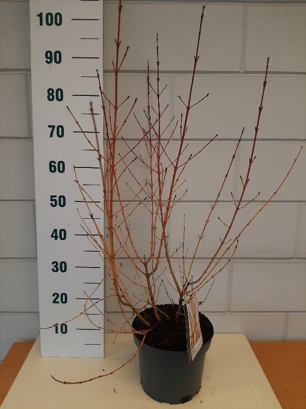 Cornus sang. Midwinter Fire, D 23