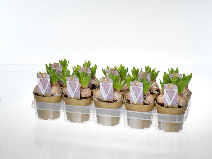 hyacint white pearl 12cm, D 12