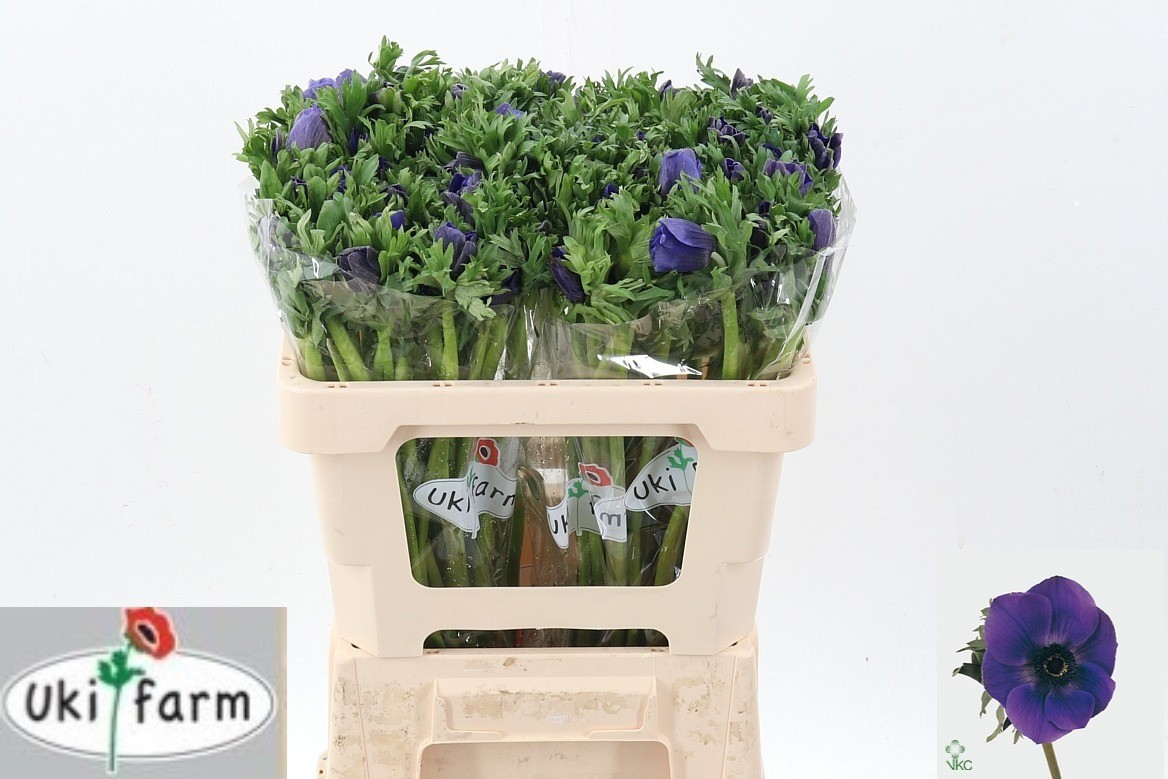 Анемон Галил Блю 50 (син.), шт.