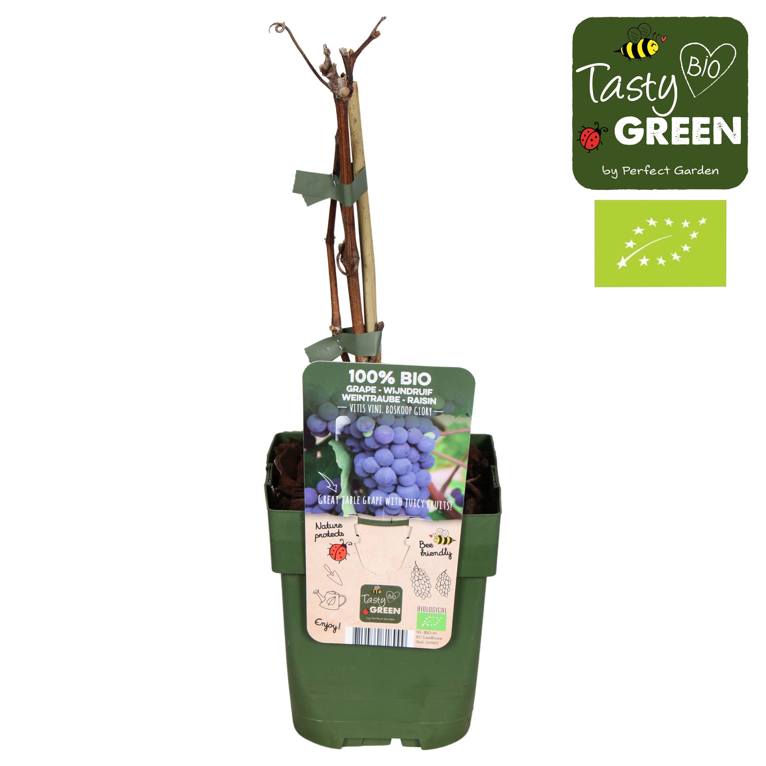 Vitis Boskoop Glory Bio P13, D 13