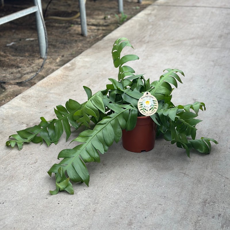 EPIPHYLLUM ANGULIGER, D 19