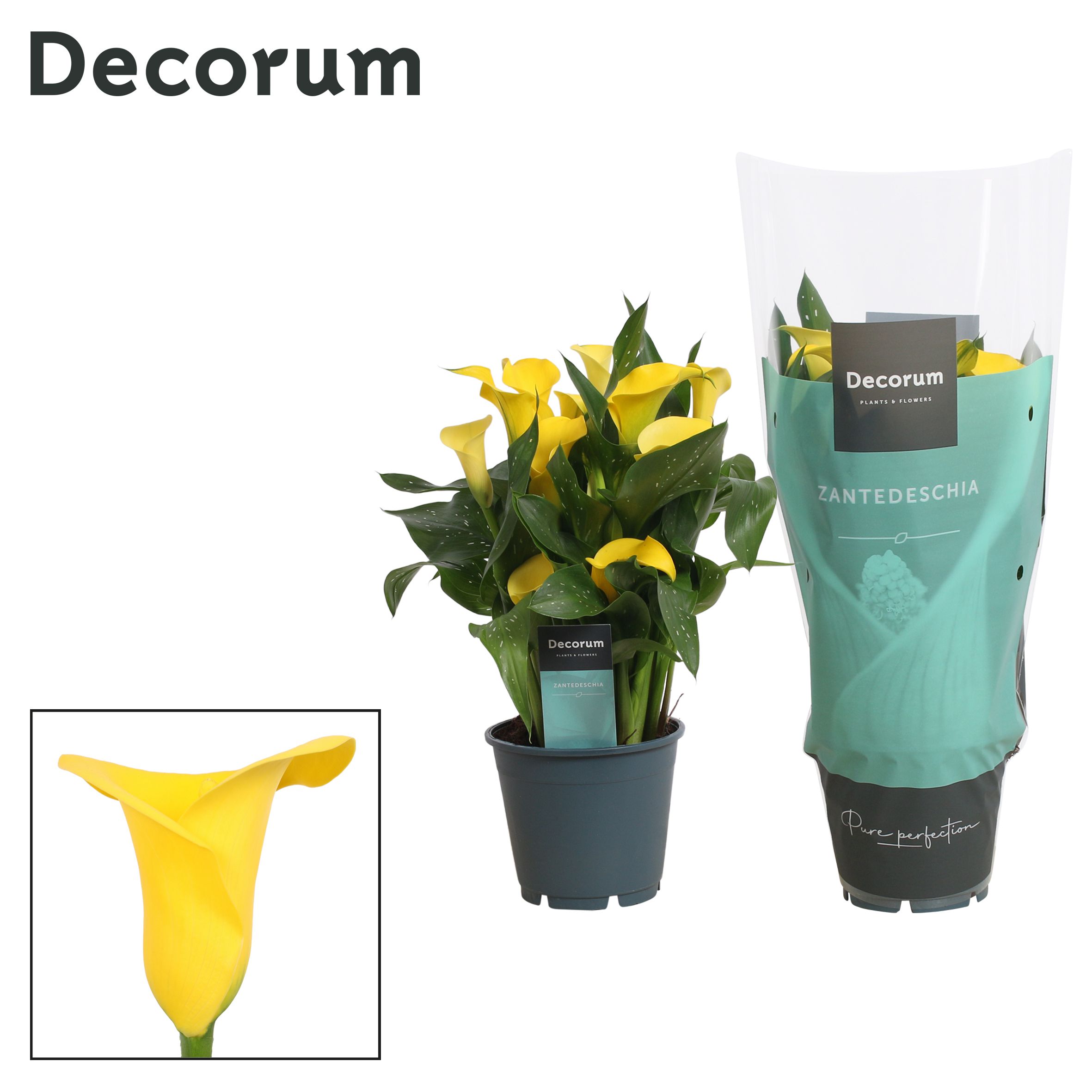 Zantedeschia (Calla) Geel (Decorum), D 14