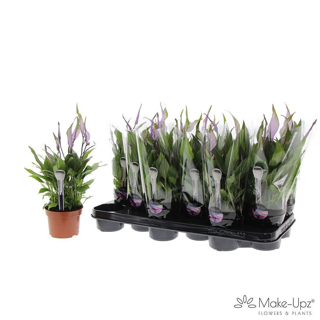 Spathiphyllum 10,5 cm Make Upz paars, D 10,5 cm