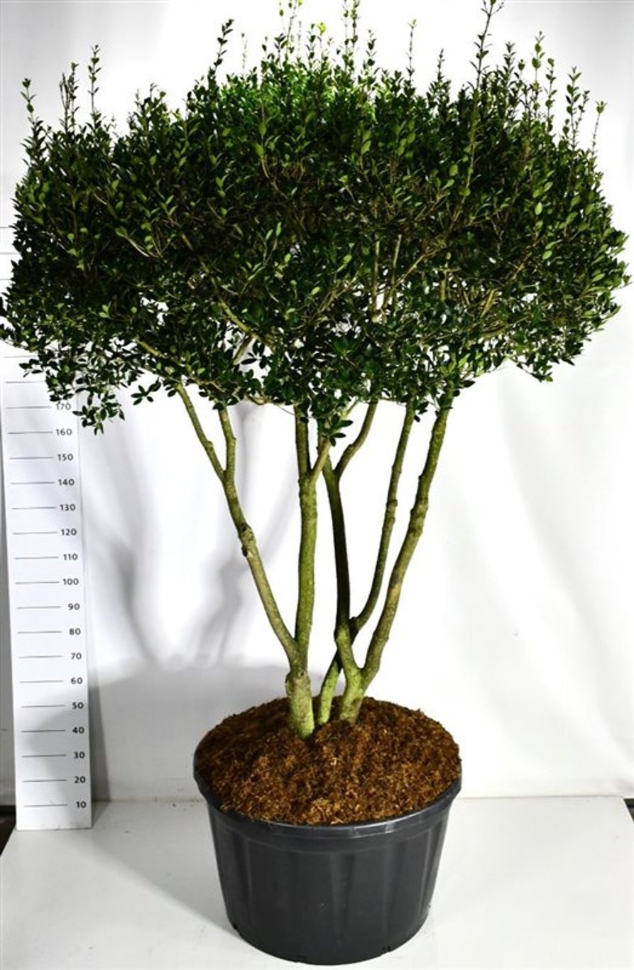 Osmanthus heterophyllus, D 96
