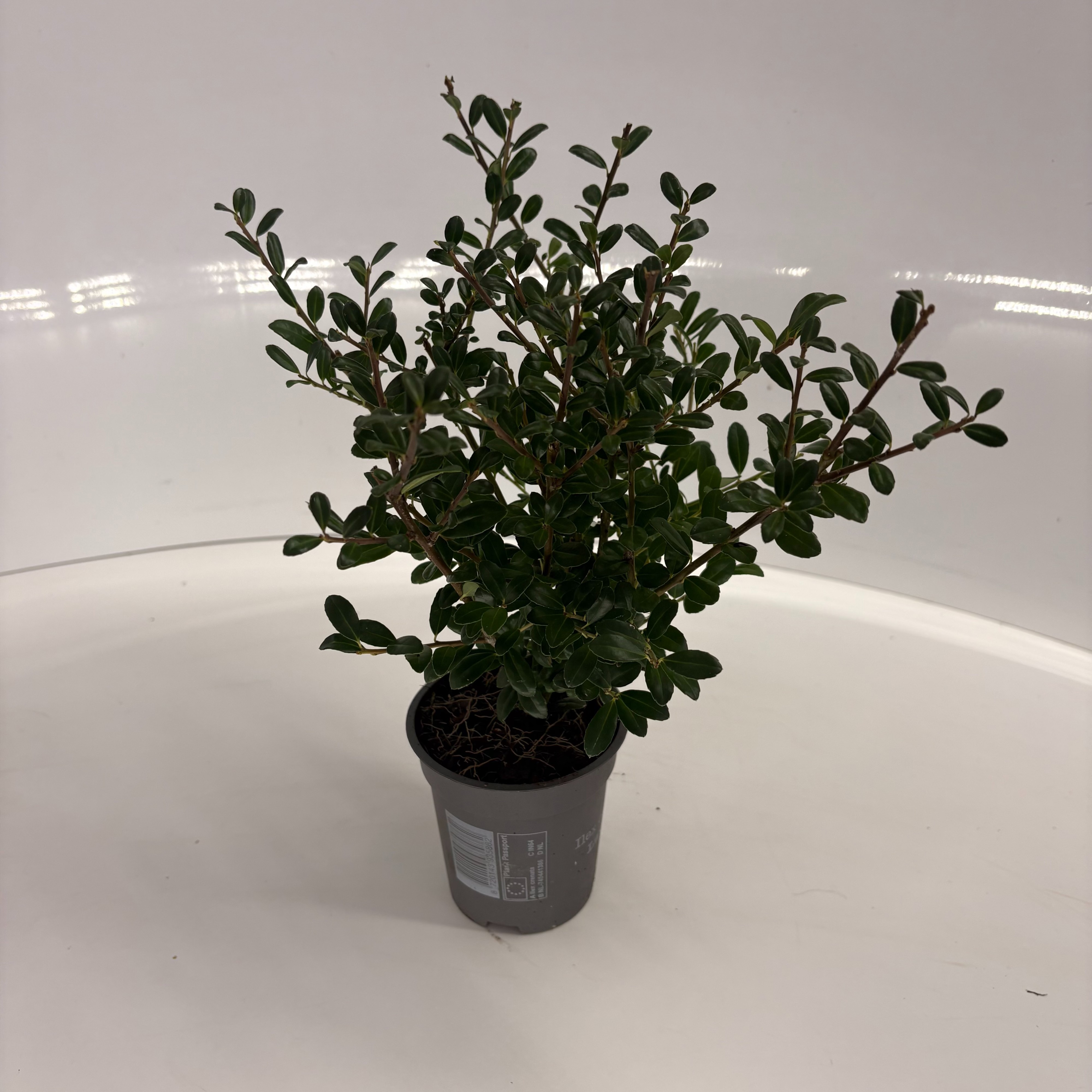 Ilex crenata Luxus® P9, D 9