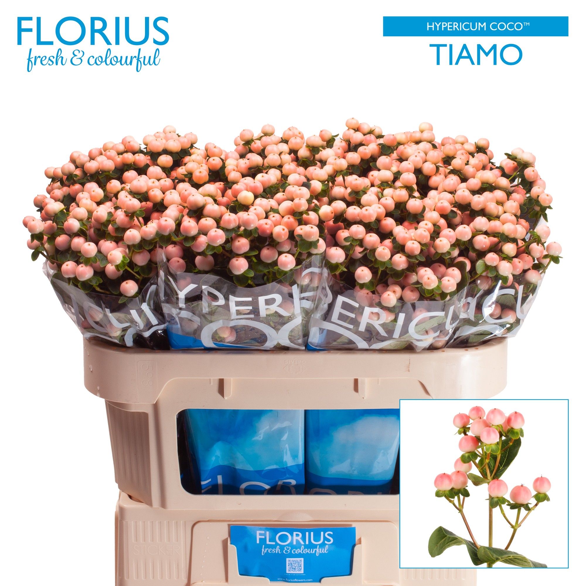 Гипперикум Коко Тиамо 70, шт. Гипперикум Коко Тиамо 70, шт.