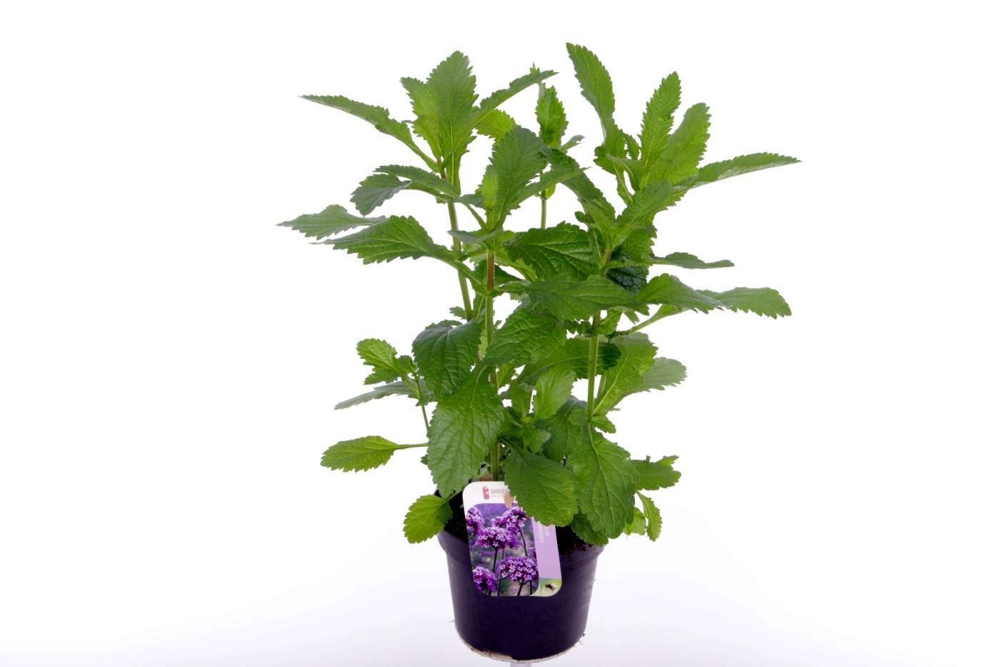 Verbena bonariensis Violet Blue, D 13