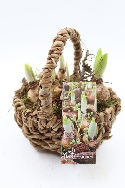 Narcis, touwmand S, D 17