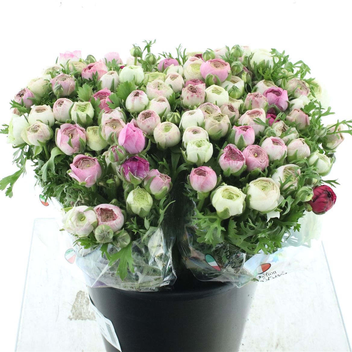 Ранункулус Элеганс Вайт Сумато 45, шт.