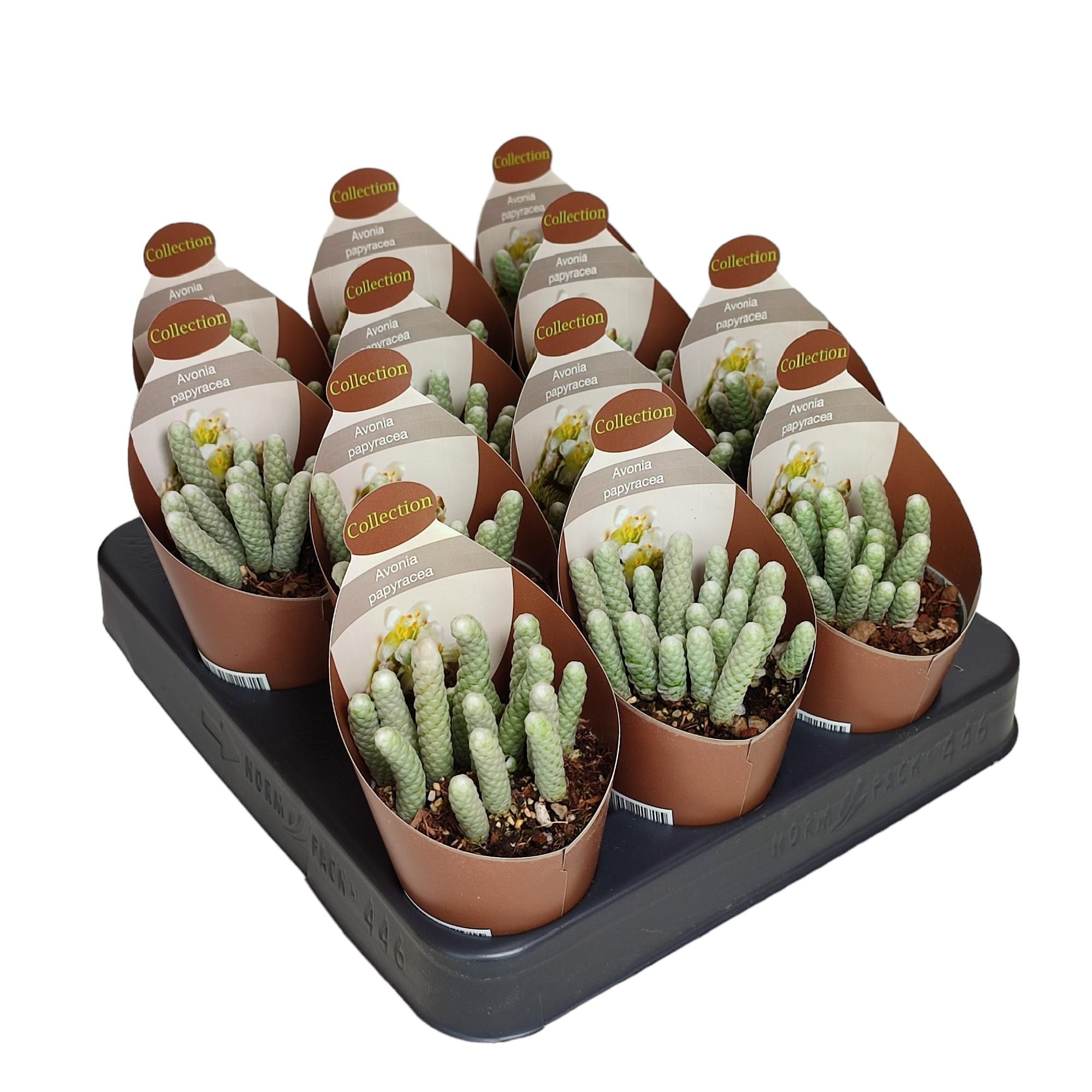 AVONIA PAPYRACEA - POT Ø 6,5 - COLLECTION WITH POTCOVER (SUCCULENTEN), D 6,5