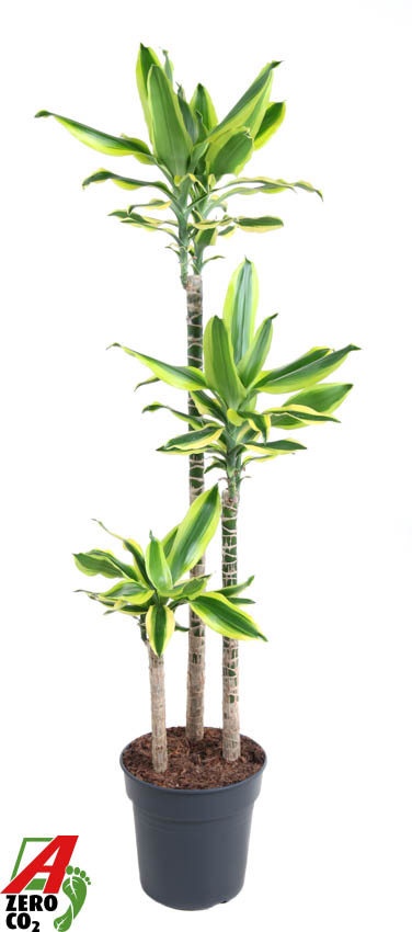 Dracaena Lemon Dream 90-60-30, D 24