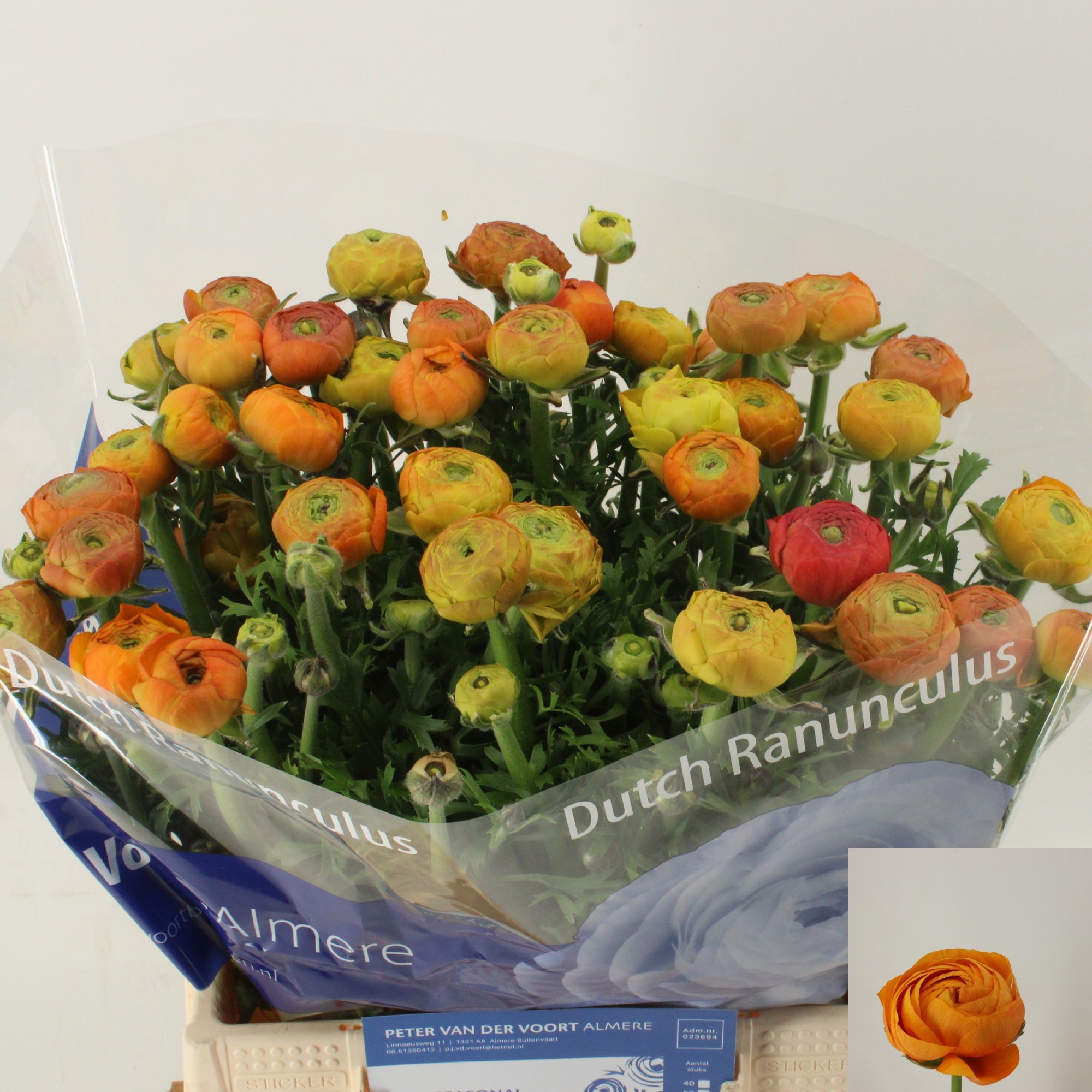 Ранункулус Азур Оранж 45 (оранж.), шт.