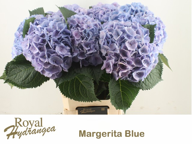 Гортензия Маргарита Блю 60, шт. Гортензия Маргарита Блю 60, шт.