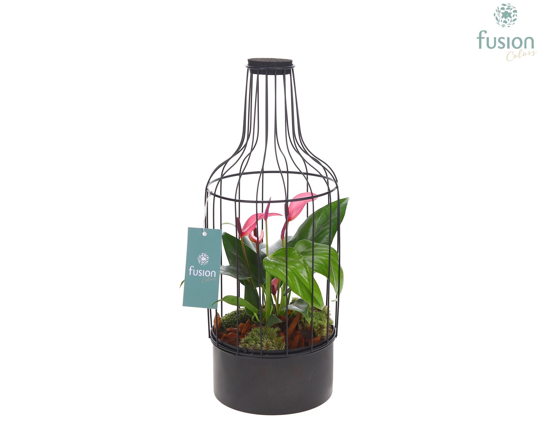 Metaal fles zwart Medium met Anthurium, D 15