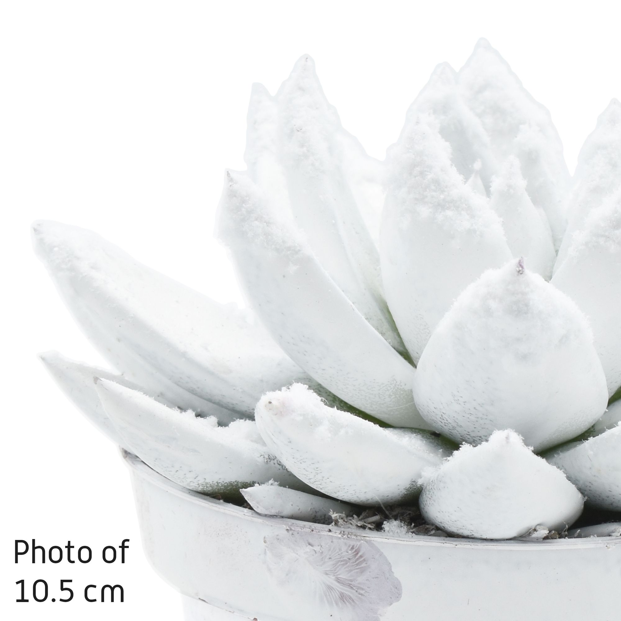 Miranda coloured white + snow, D 6