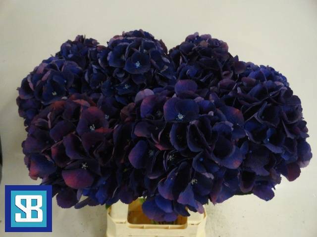 Гортензия Роял Кинг 70, шт.