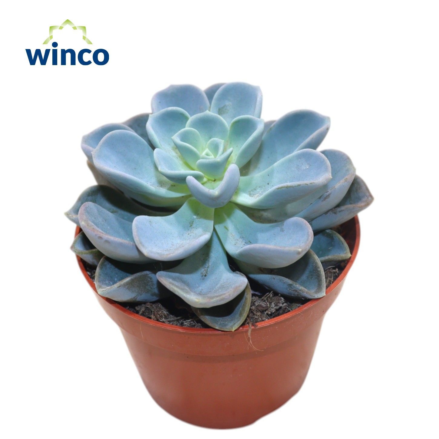 Echeveria Orpet, D 10,5
