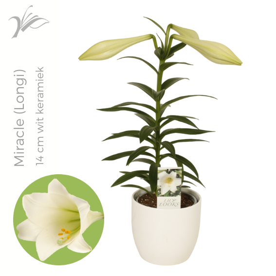 Lilium longiflorum 'Miracle' 14 cm wit keramiek (or. lelie), D 14 cm Lilium longiflorum 'Miracle' 14 cm wit keramiek (or. lelie), D 14 cm